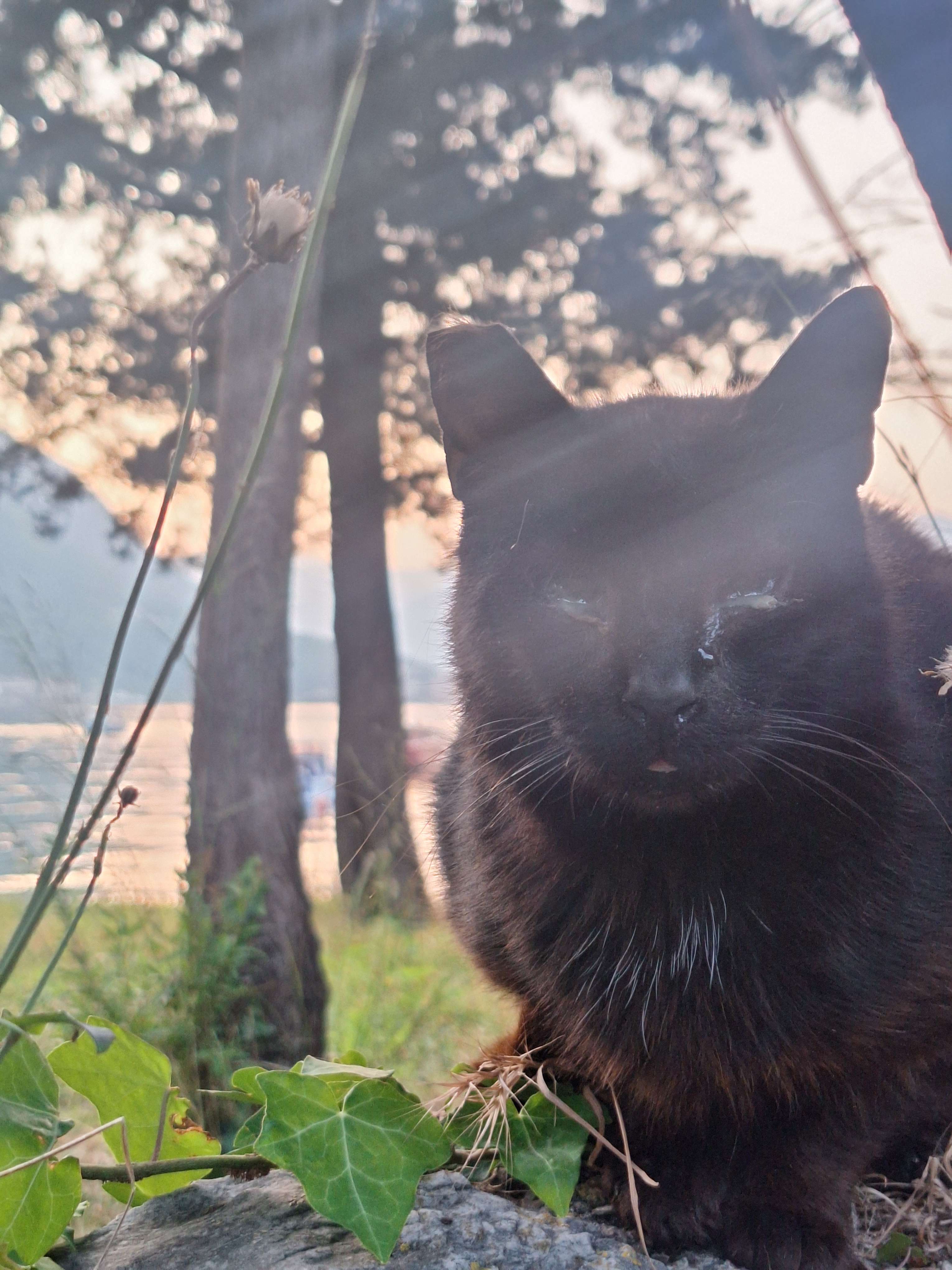 Picture i took of a stray cat