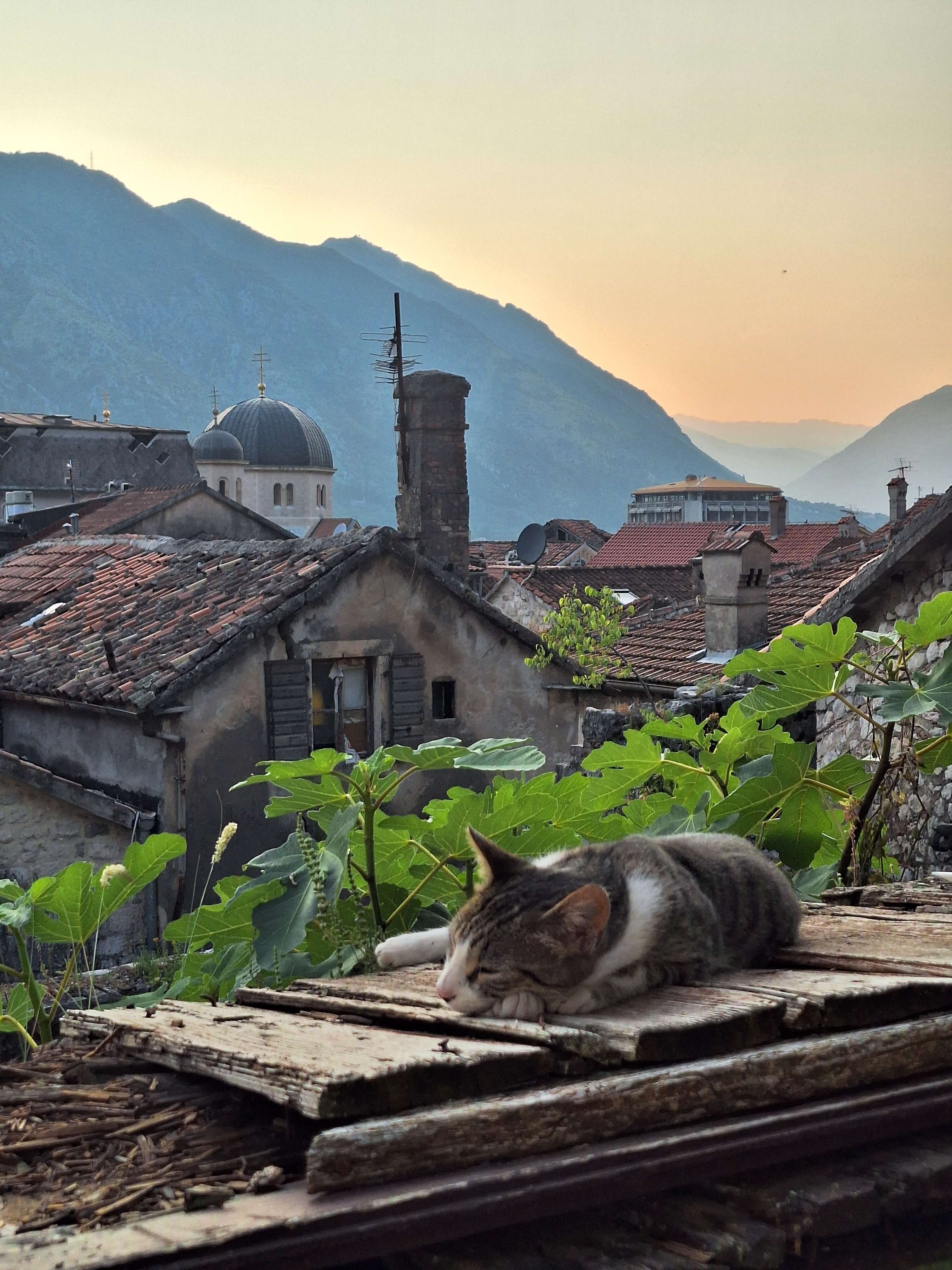 Picture i took of a stray cat