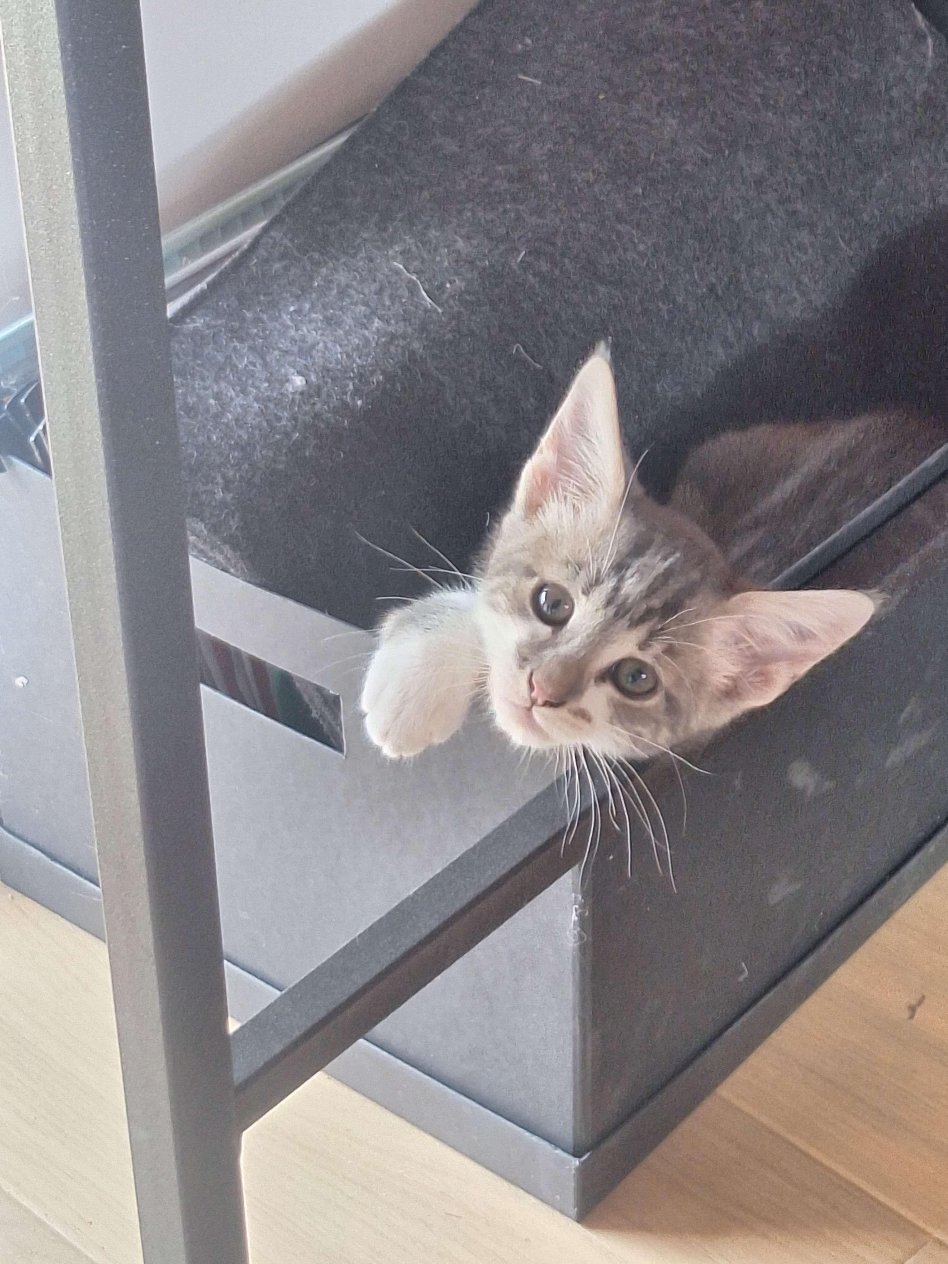 kimchi the kitten