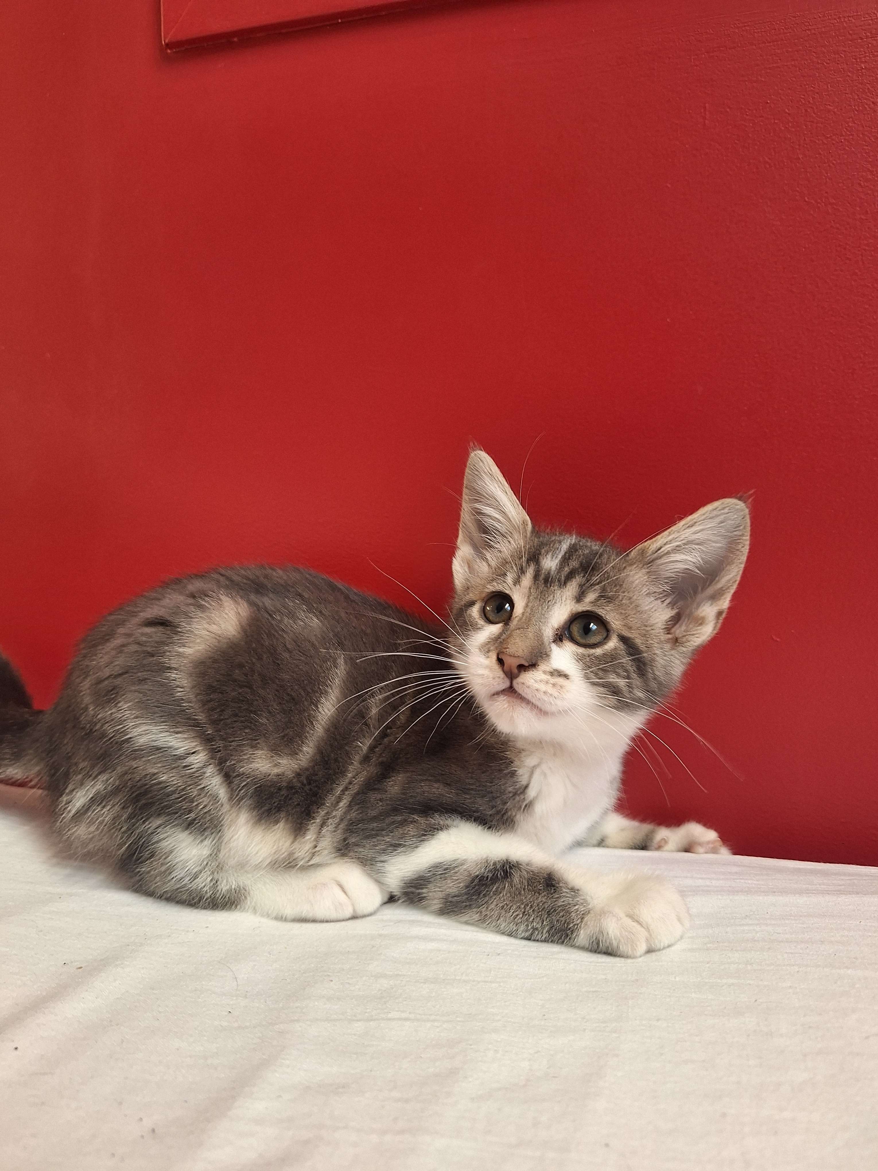 kimchi the kitten 2