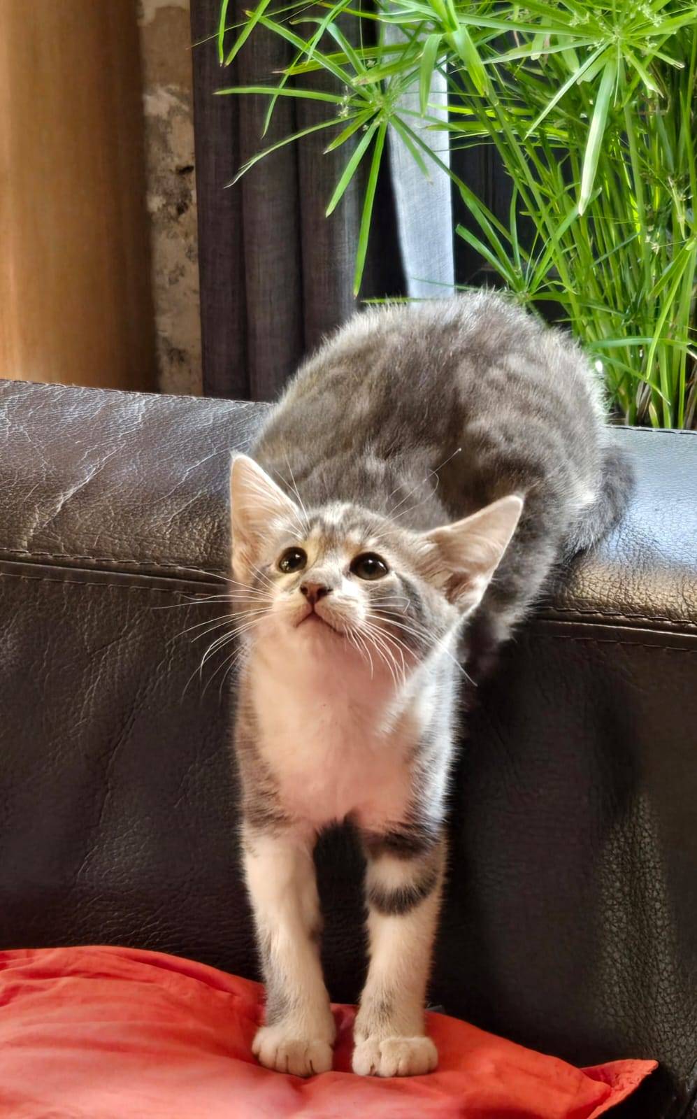 kimchi the kitten 3