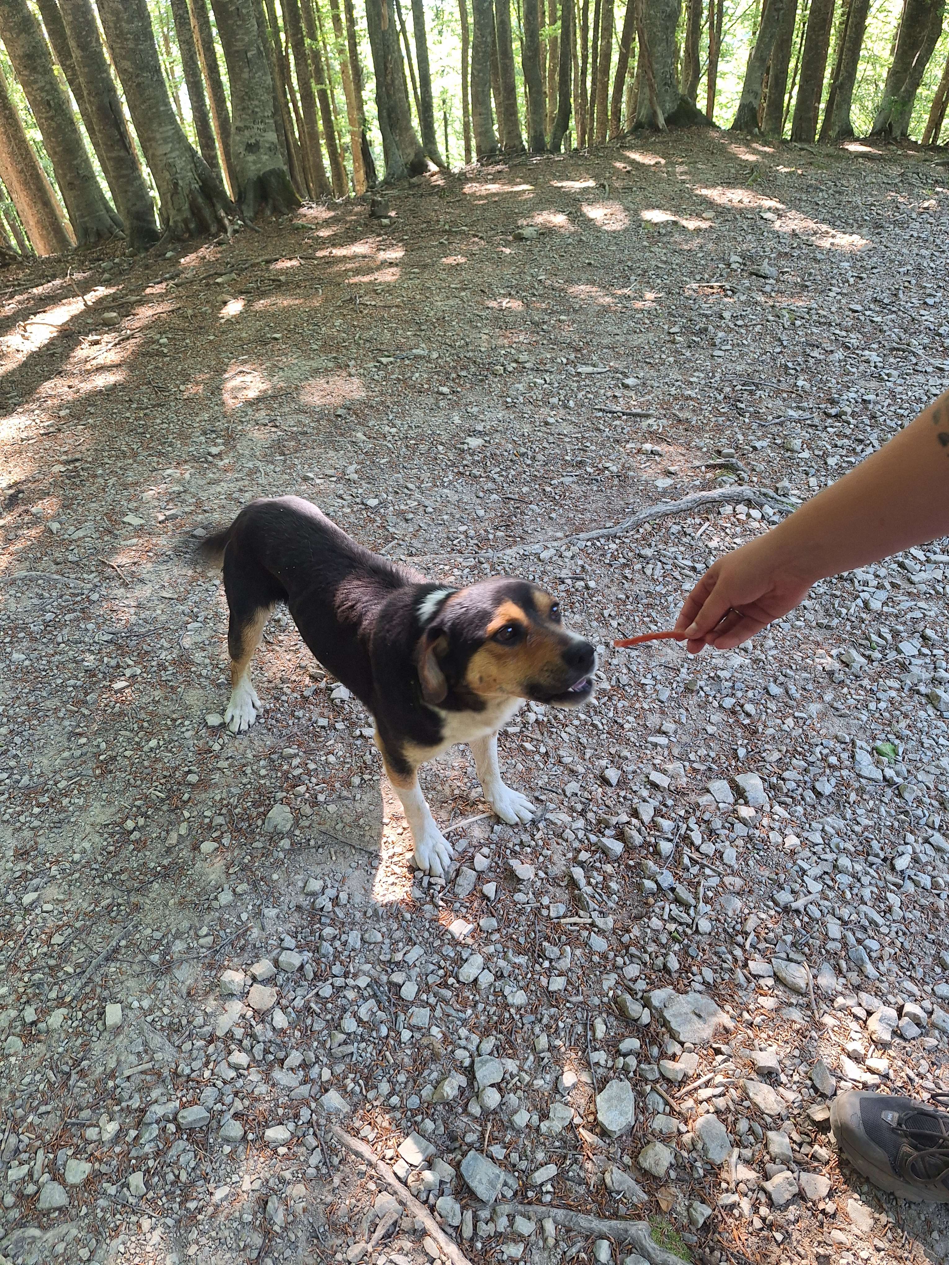 Picture i took of a stray dog