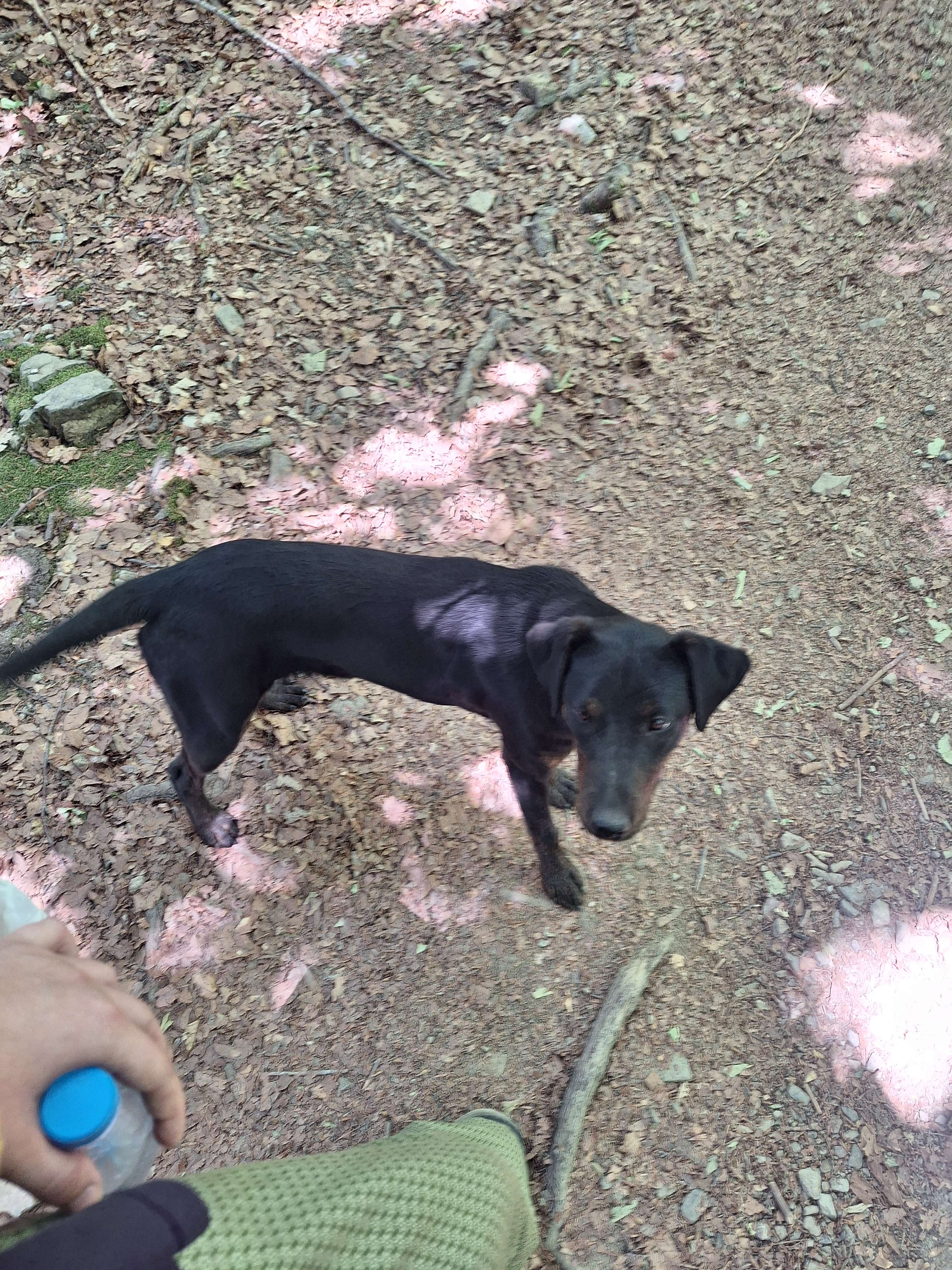 Picture i took of another stray dog